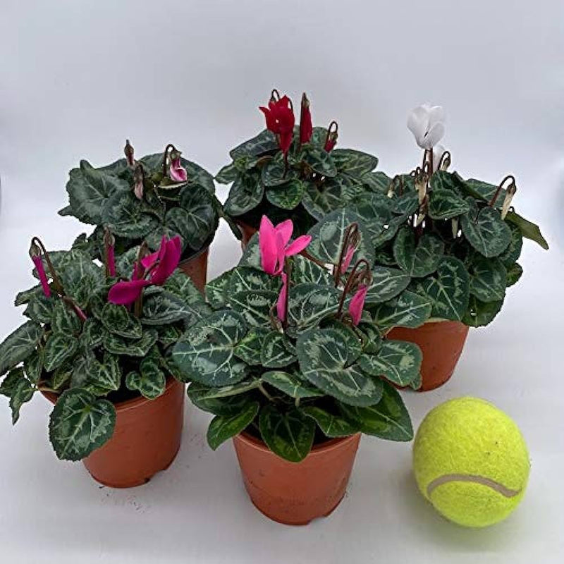 Cyclamen in Pot (10.5cm)