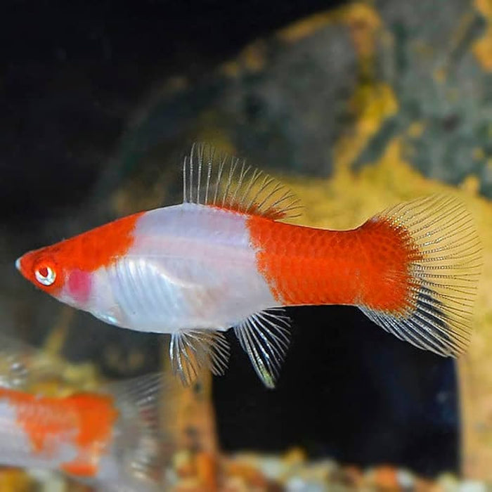 Red & White Swordtail Fish (Large)