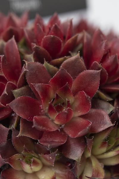 Sempervivum 'Rubin' (9cm)
