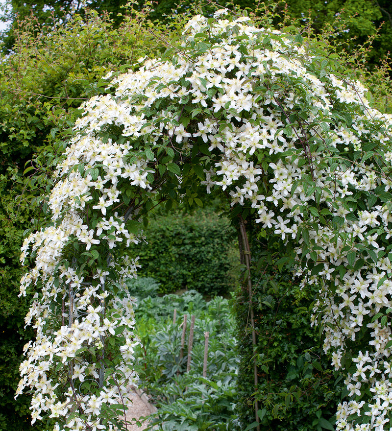 Clematis armandii 'Snowdrift' (2 Litre)