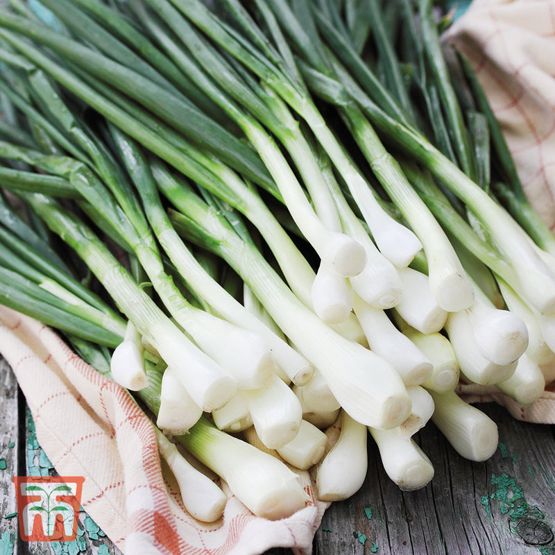 Spring Onion 'White Lisbon'
