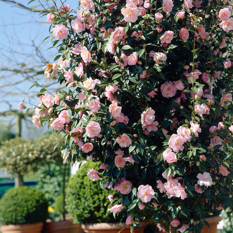 Camellia japonica 'Bonomiana' 1.5 Litre