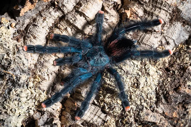 Guyana Pinktoe Tarantula | Avicularia avicularia