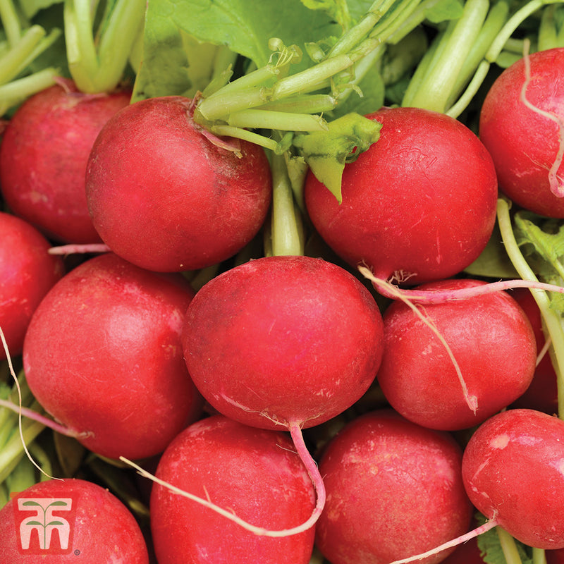 Radish 'Cherry Belle'