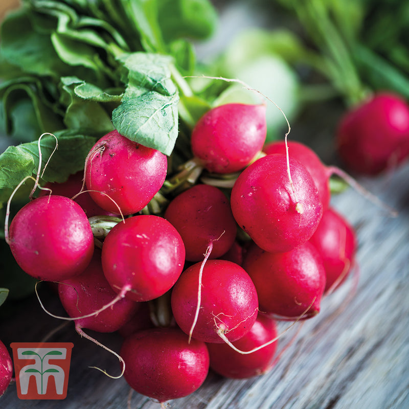 Radish 'Cherry Belle'