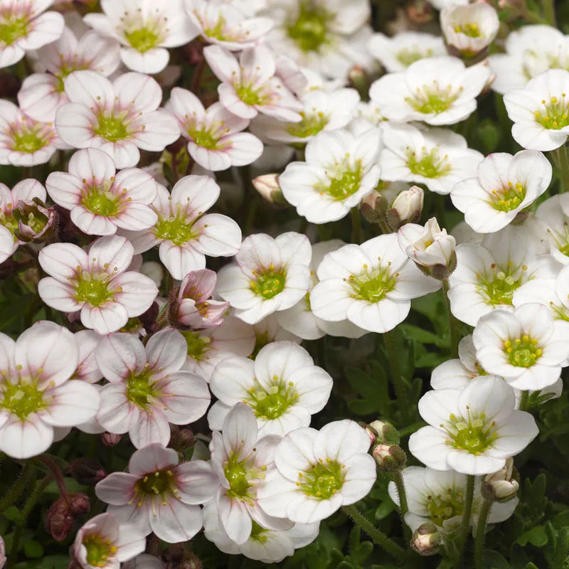 Saxifraga Lofty Bush