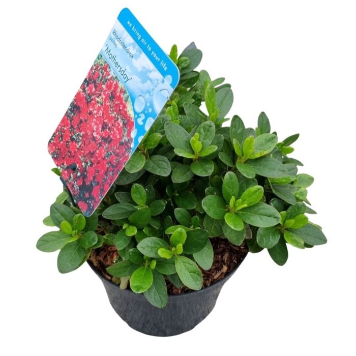 Rhododendron Mother's Day (2.5 Litre)