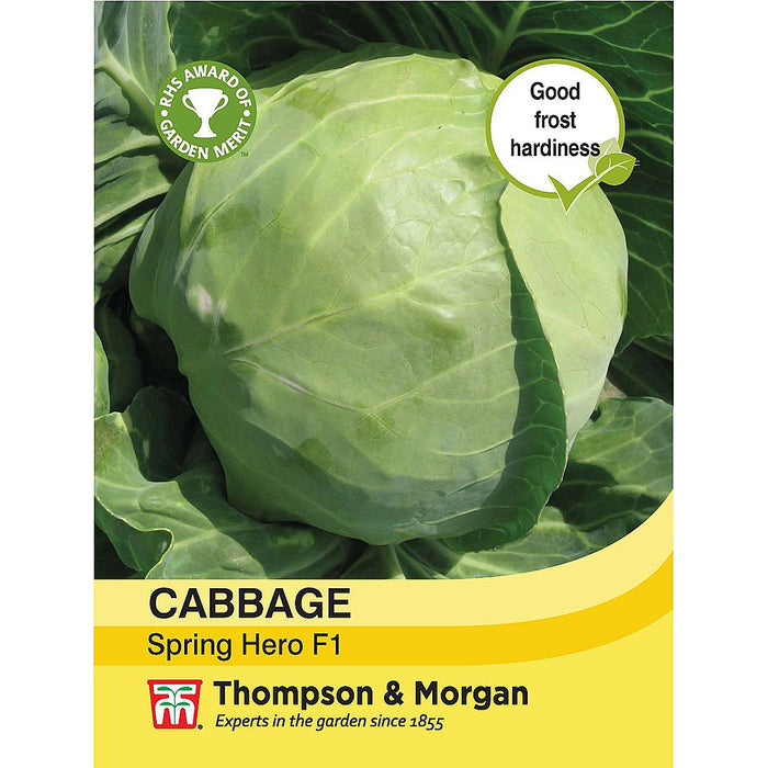 Cabbage 'Hero' F1 Hybrid (Spring)