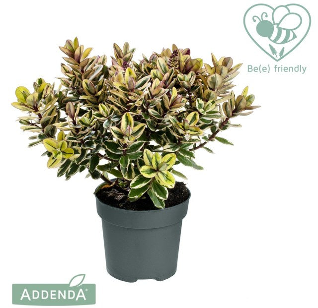 Hebe Classica 'Tricolor' (P15)