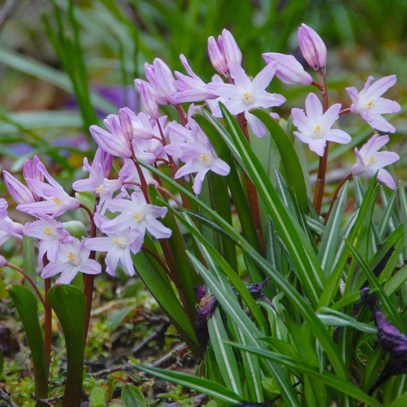 Chionodoxa 'Pink Giant' (12 Bulbs Per Pack)
