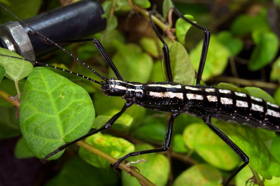 Devil Rider Stick Insect (Anisomorpha bup. "Ocala")