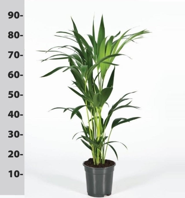 Howea forsteriana | Kentia Palm (80cm Tall)