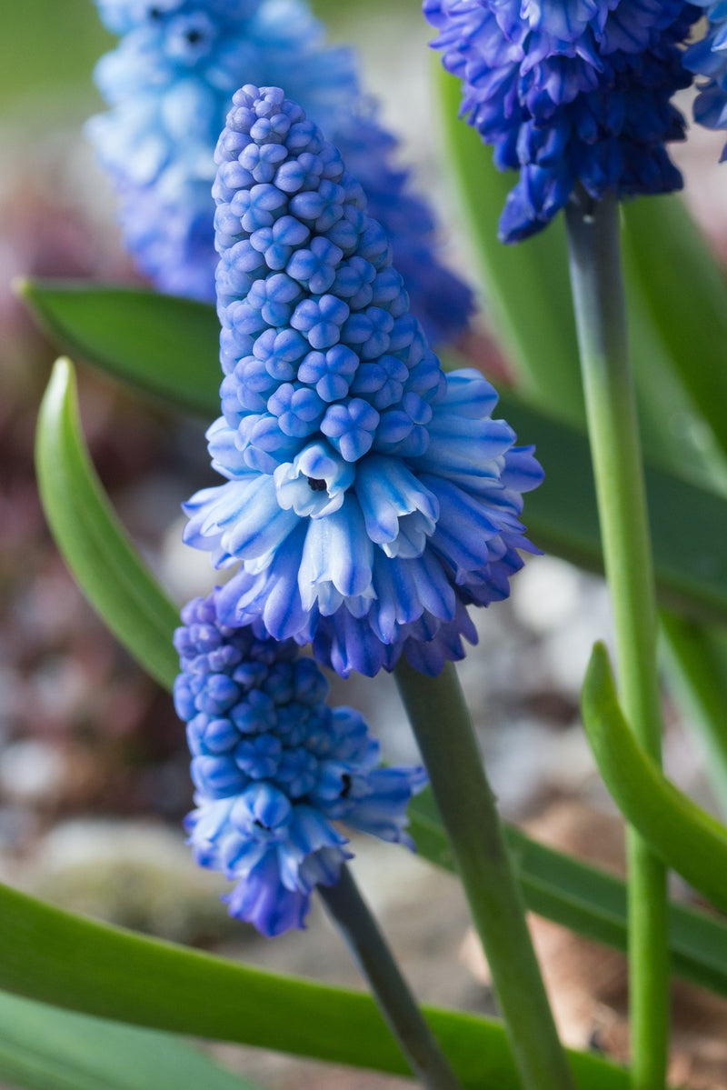 Muscari 'Azureum' | Grape Hyacinth (18 Pack)