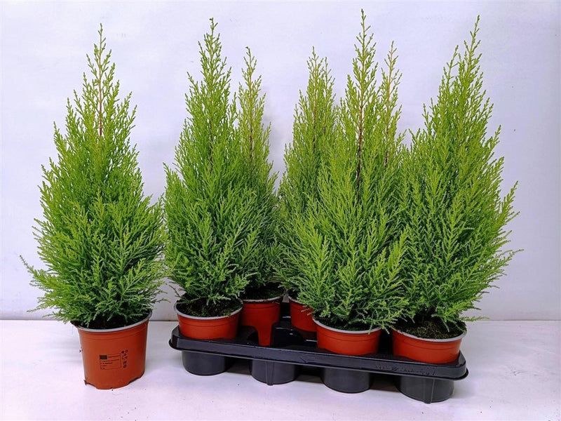 Cupressus Goldcrest Wilma | Golden Conifer 60cm Tall