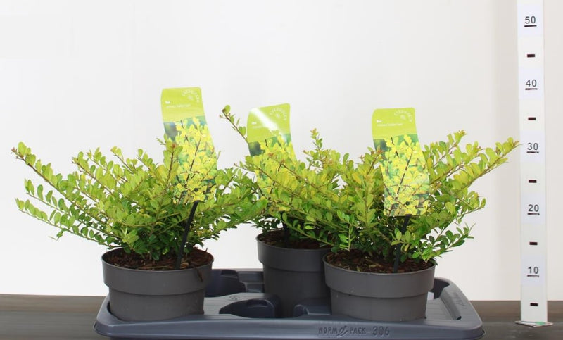 Ilex crenata 'Golden Gem' (2 Litre)