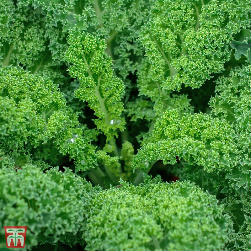 Kale 'Dwarf Green Curled'