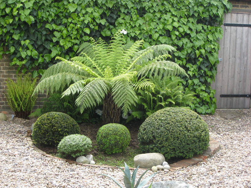 Dicksonia antartica Tree Fern 4 Ft Stem