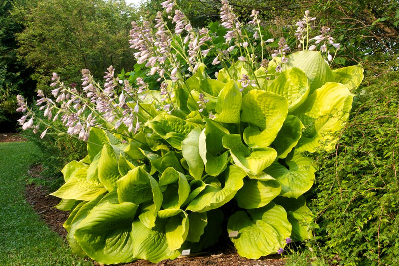 Hosta 'Sum and Substance'