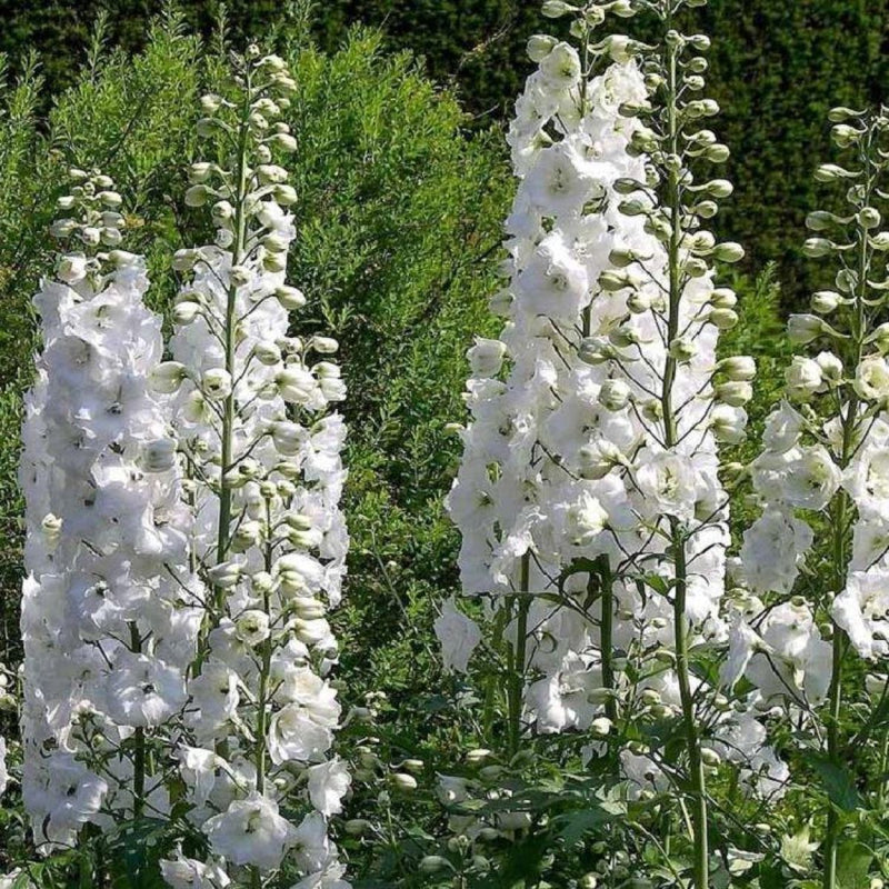 Delphinium 'Galahad' white