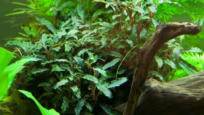 Tropica Bucephalandra sp. 'Red' — Potted