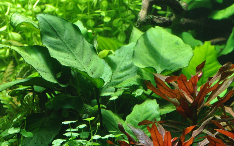 Anubias Barteri  sp. on Wood Xl