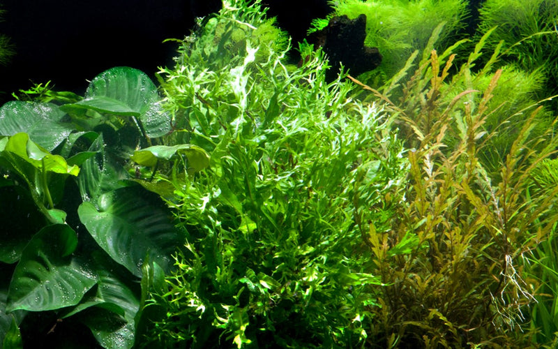Microsorum pteropus 'Windeløv'