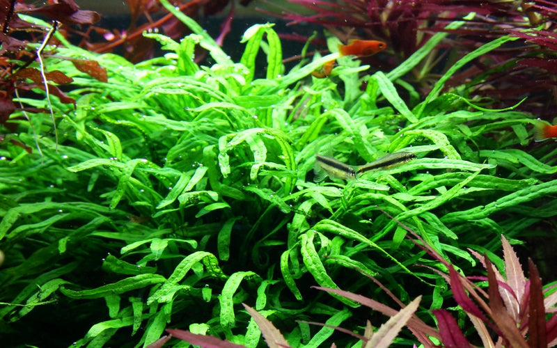 Microsorum pteropus Trident 008G