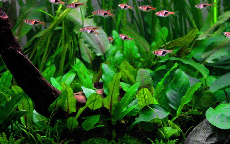 Cryptocoryne Wendtii Green 109
