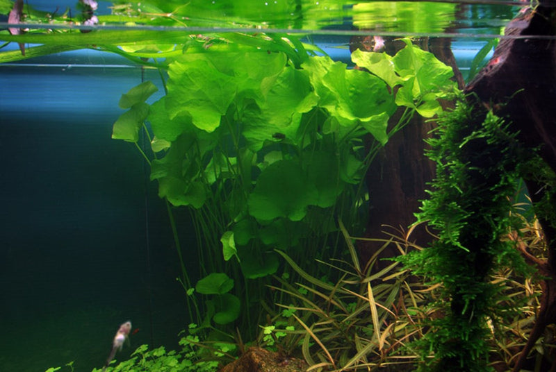 Nymphoides Taiwan 041B