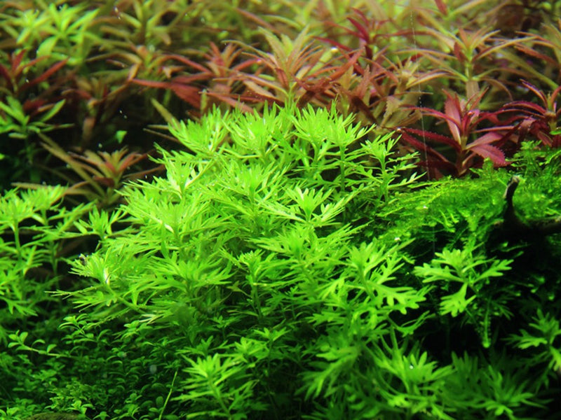 Hottonia Palustris 027