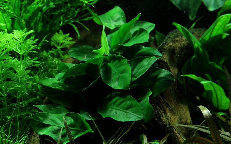 Anubias barteri var.'nana' 101