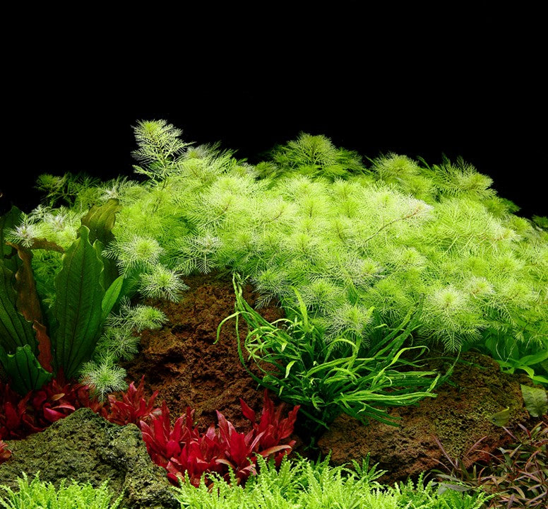 Myriophyllum Mattogrossenes 037