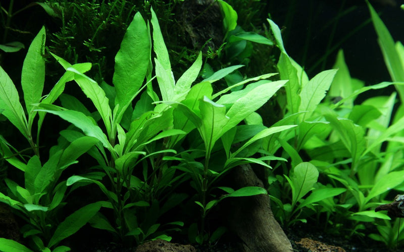Hygrophila Siamensis 53B 053B