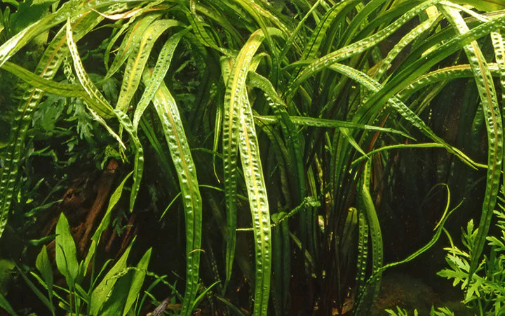Cryptocoryne Crispatula Potted 125