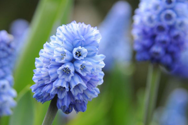 Muscari 'Azureum' | Grape Hyacinth (18 Pack)