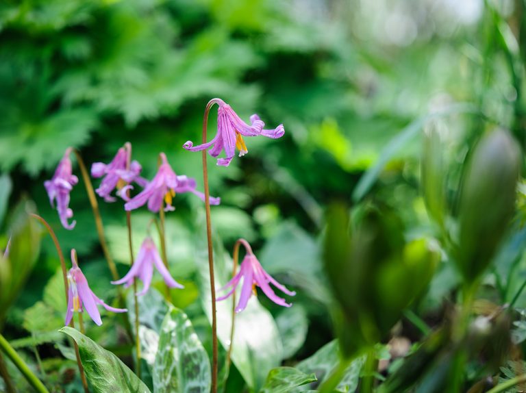 Erythronium 'Dens-Canis' (2 Pack)