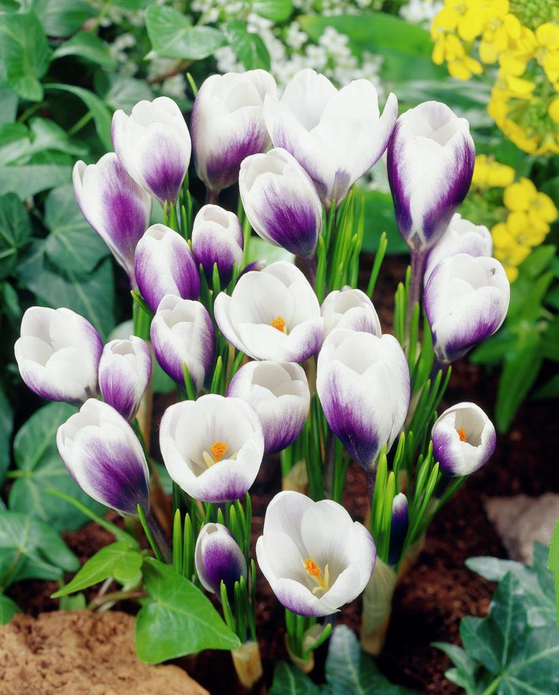 Crocus 'Prins Claus' (10 Pack)