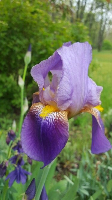 Iris germanica 'Alcazar' 2L