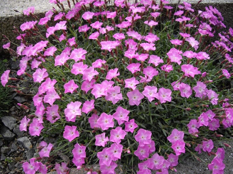 Dianthus 'La Bourboule' (9cm)