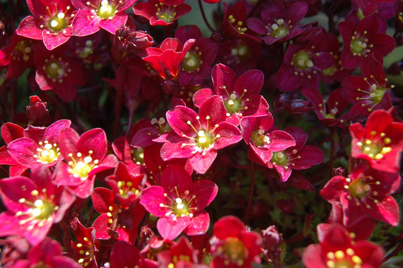 Saxifraga Alpino 'Red'