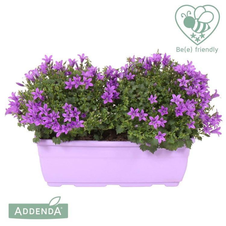 Campanula 'Ambella  Intense Purple' / Window box 27 cm