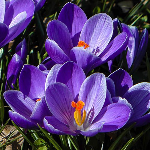 Crocus Grand Maitre (10 Bulbs Per Pack)