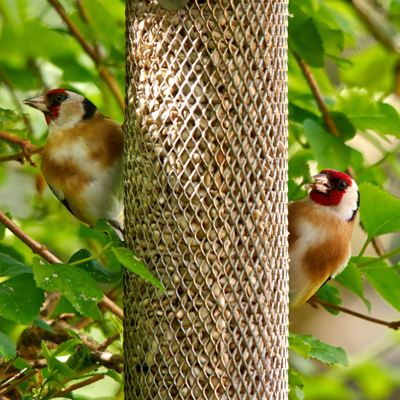Peckish Sunflower Hearts 2Kg
