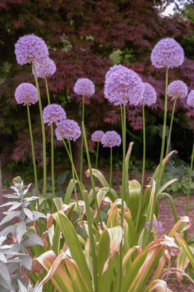 Allium 'Gladiator' (1 Pack)