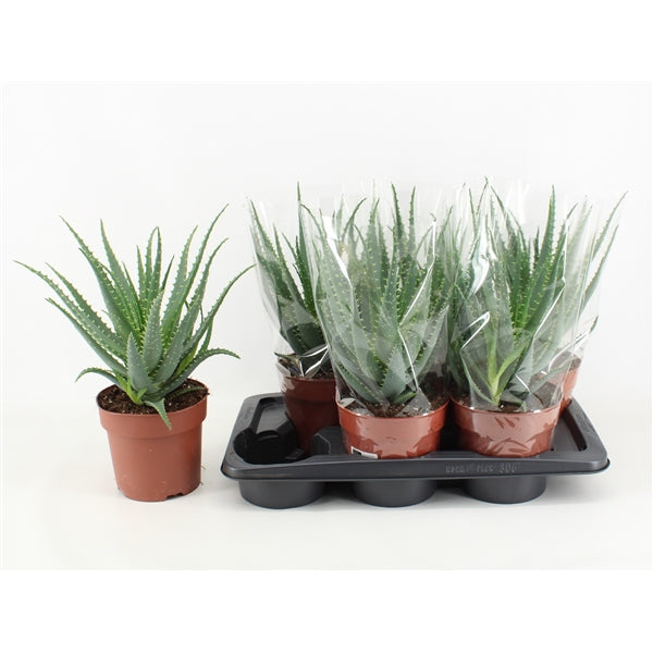 Aloe vera / P17