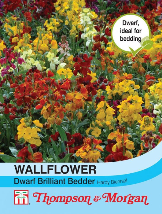 Wallflower 'Brilliant Bedder Series Mixed'