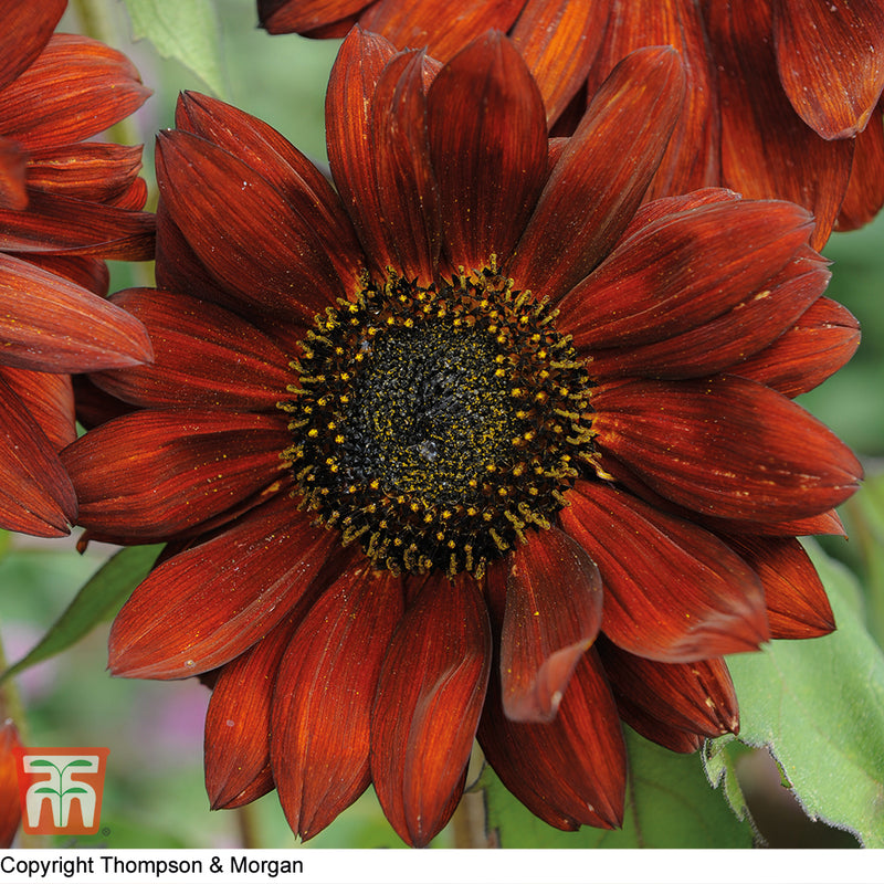Sunflower 'Velvet Queen'