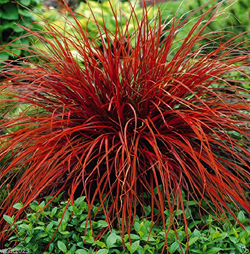 Uncinia rubra 'Everflame' | Red Hook Sedge 2 Litre