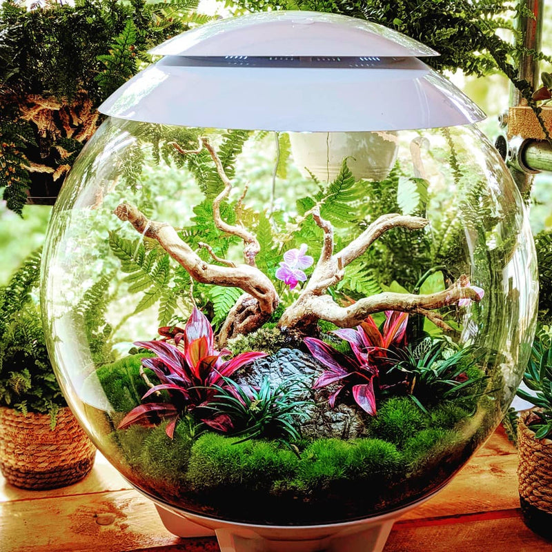 biorb air terrarium plants Biorb Air 60 Terrarium With Black Lid — Newlands Garden Centre
