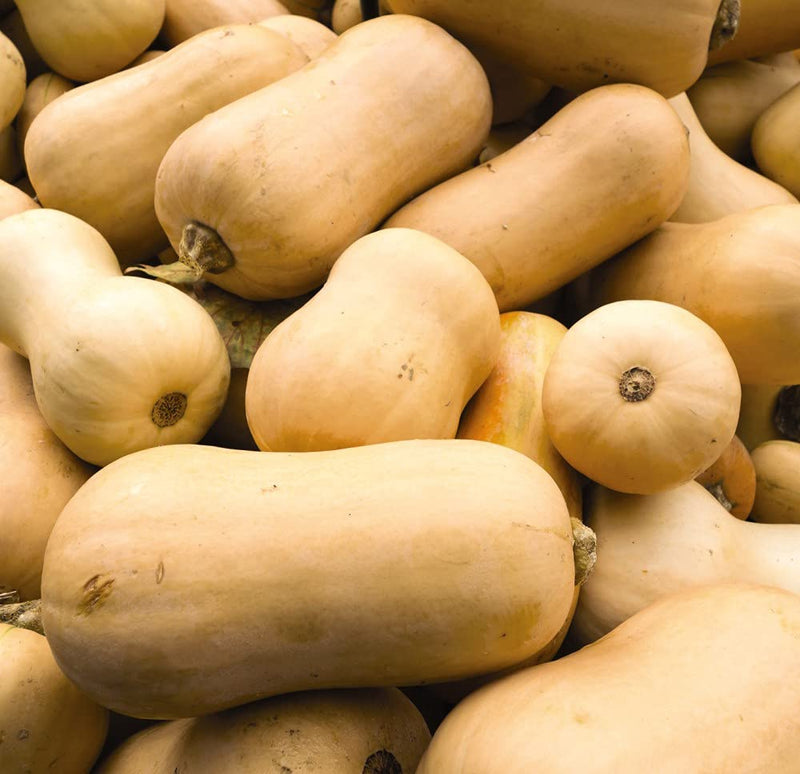 Squash 'Waltham Butternut' (Winter) - Organic Seeds